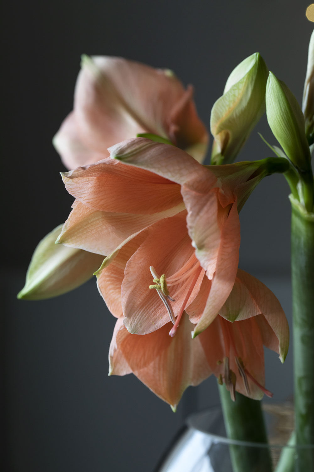 Amaryllis ferksen